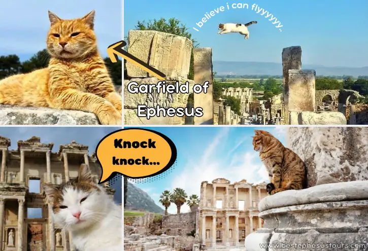 Cats of Ephesus